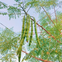 Moringa oleifera